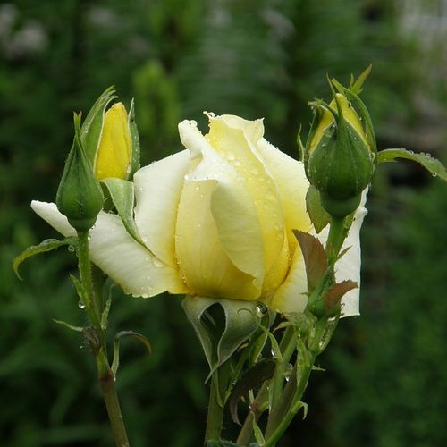 Rosa  Sunblest - žlutá - Stromkové růže s květmi čajohybridů - stromková růže s rovnými stonky v koruně